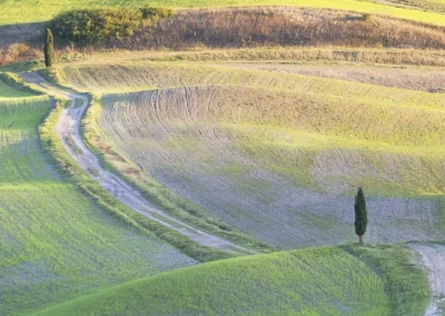 Val d'Orcia gravel | Discesa verso il cipresso